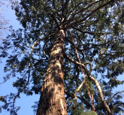 Taille d’un séquoia à Villers Bocage