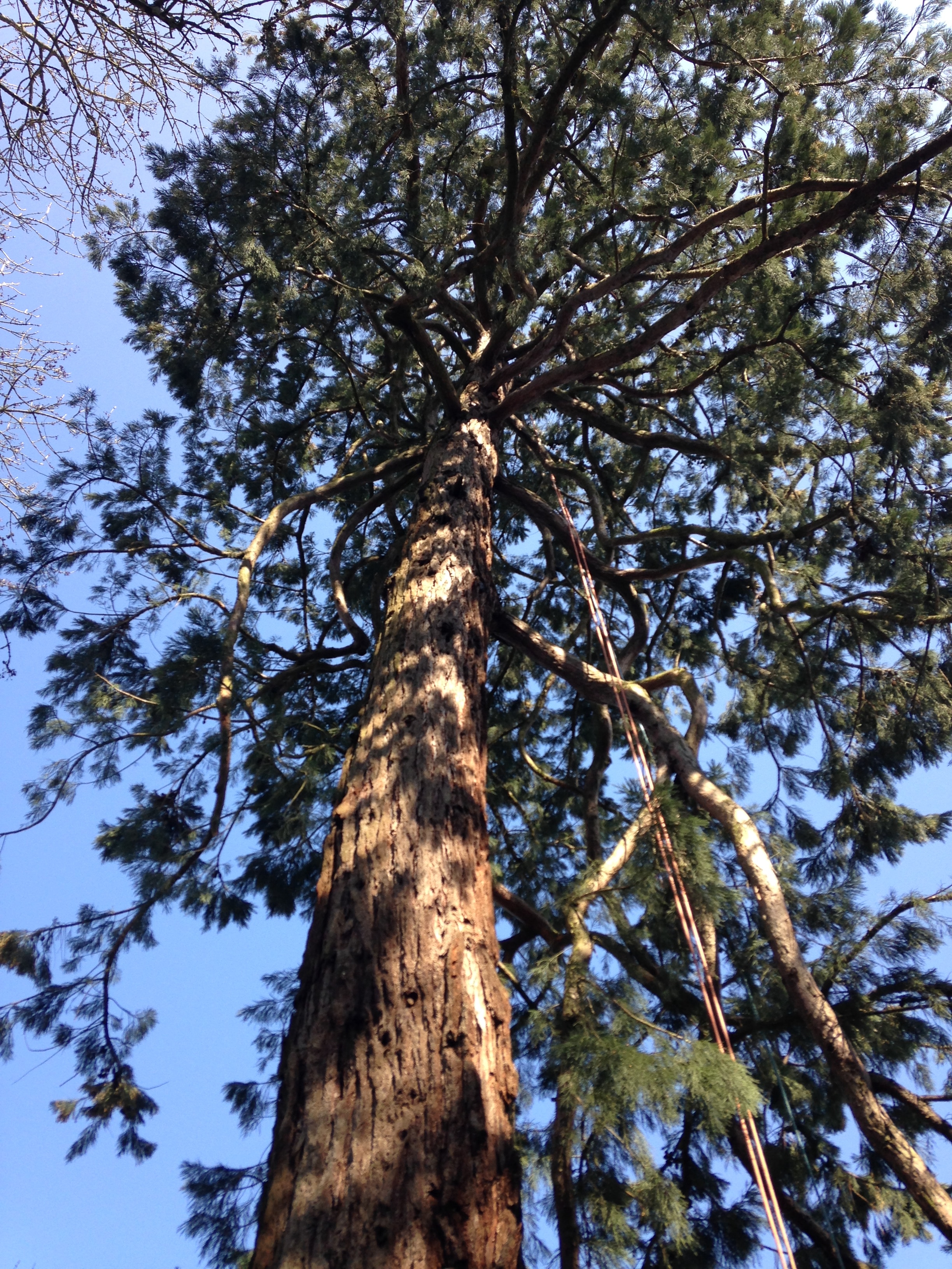 Taille d’un séquoia à Villers Bocage