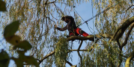 Arboriste, grimpeur, saule pleureur Calvados