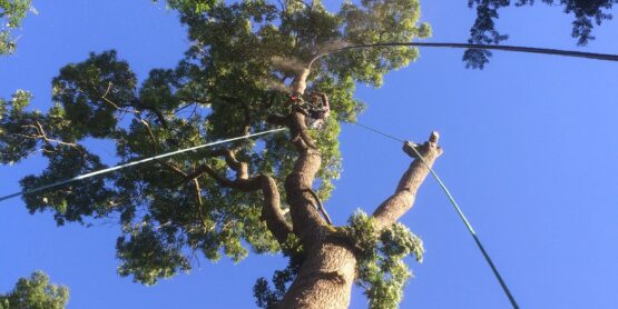 taille arbres : la taille architecturée