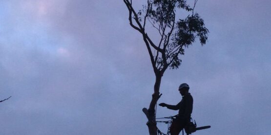 Arbocèdre, taille arbres, taille de formation