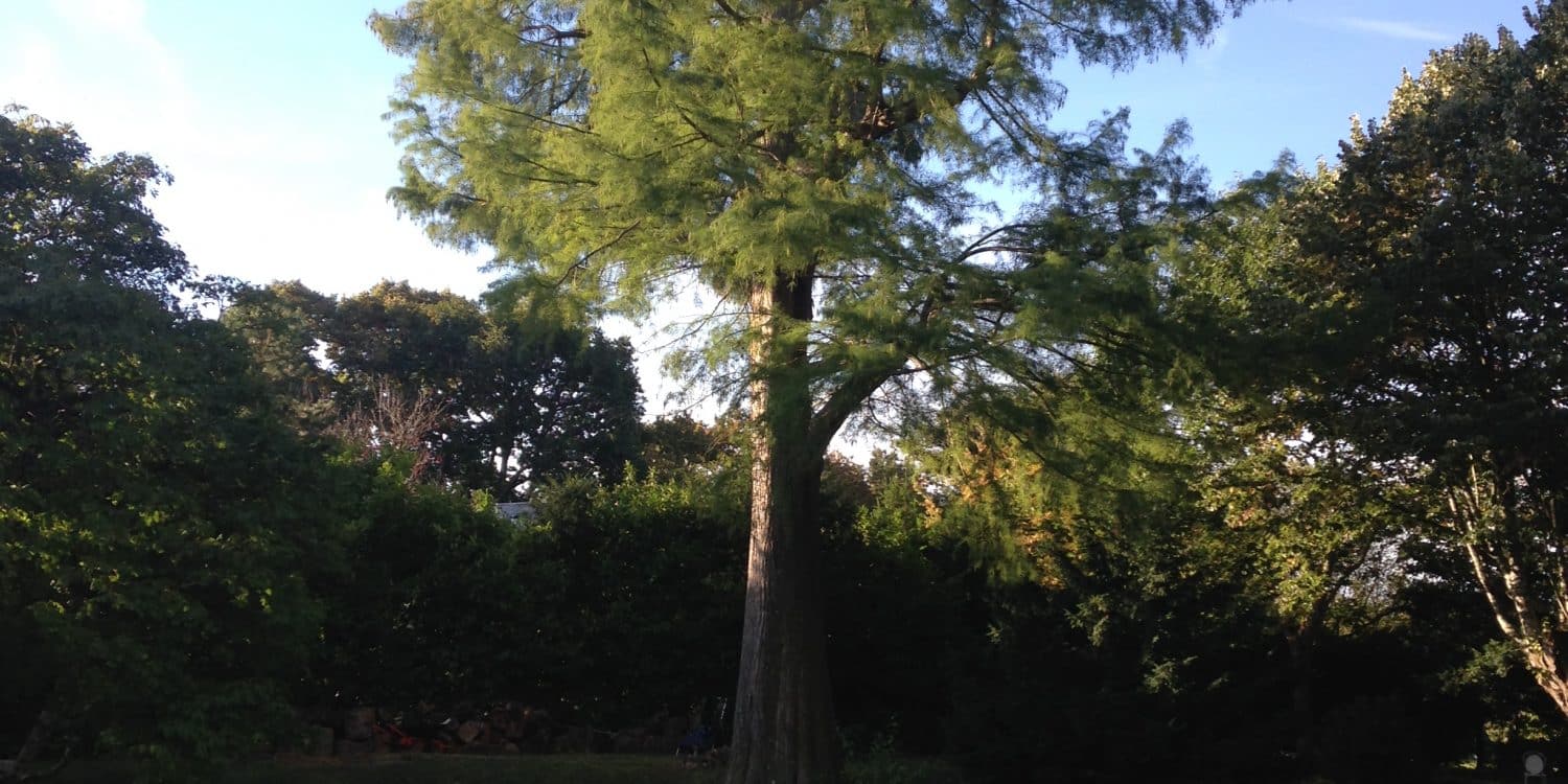 Soin aux arbres, taille d'entretien d'un cyprès chauve, classé par la ville de Blois