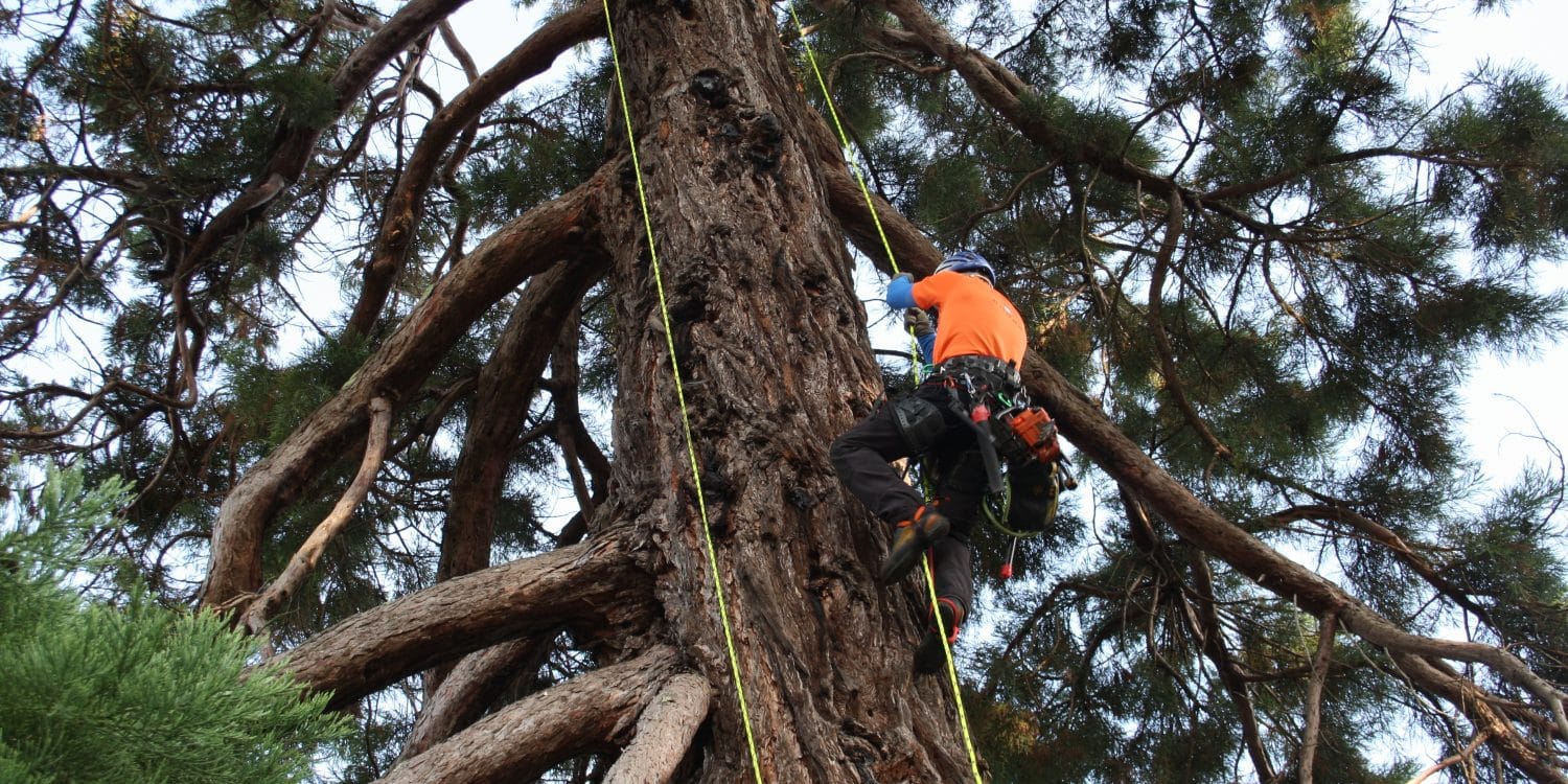 taille des arbres : Taille de Séquoia a Amfreville Calvados (14)